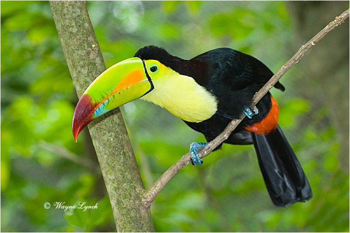 Keel-billed Toucan, Mexico 104 by Dr. Wayne Lynch ©